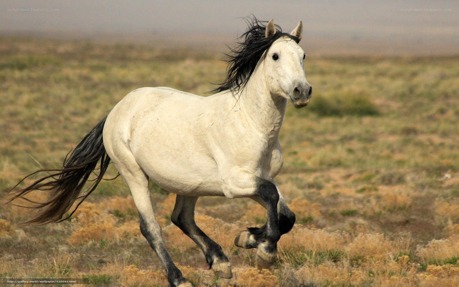 white horse running in field