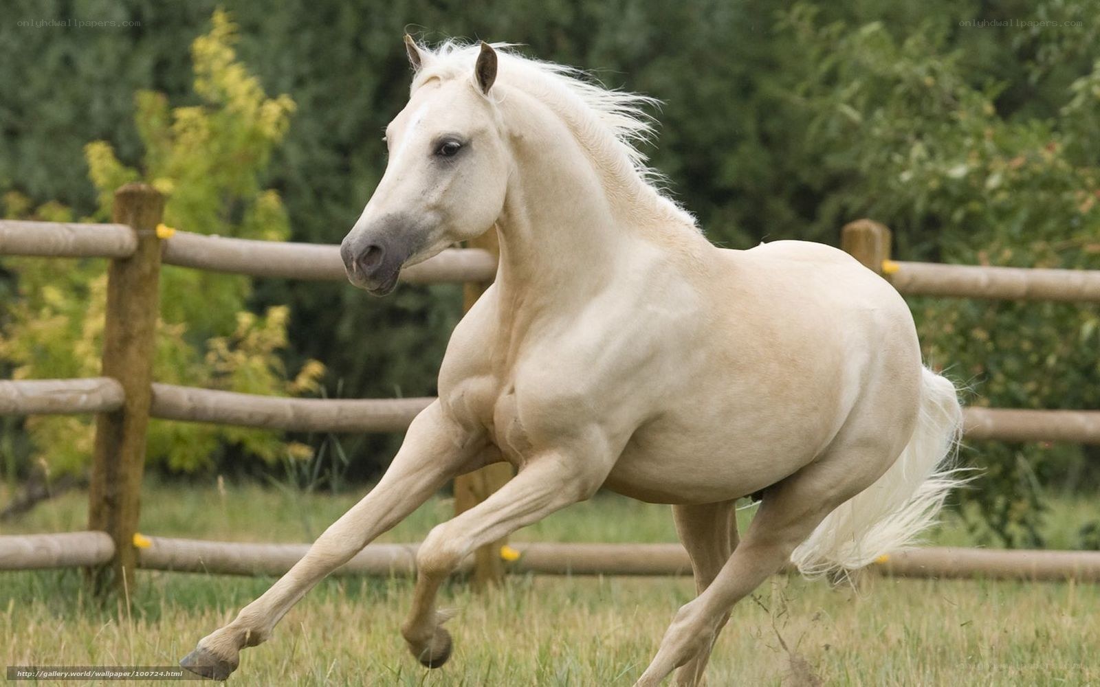 white horse running in field