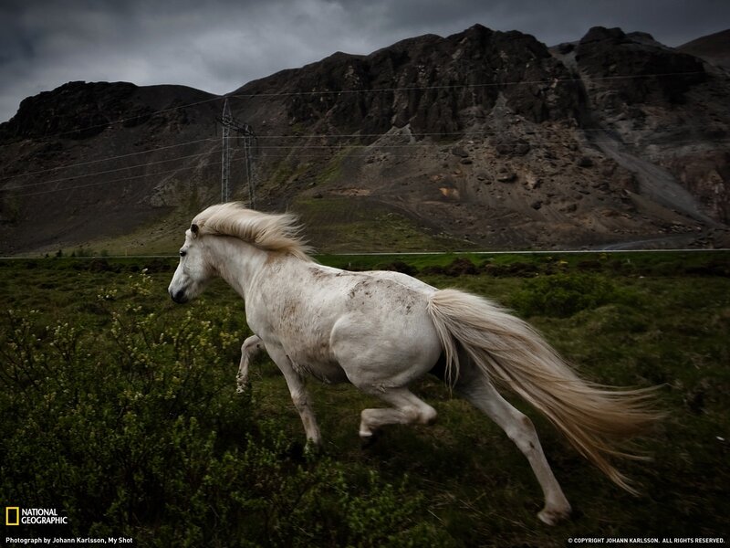 White horse running in Iceland