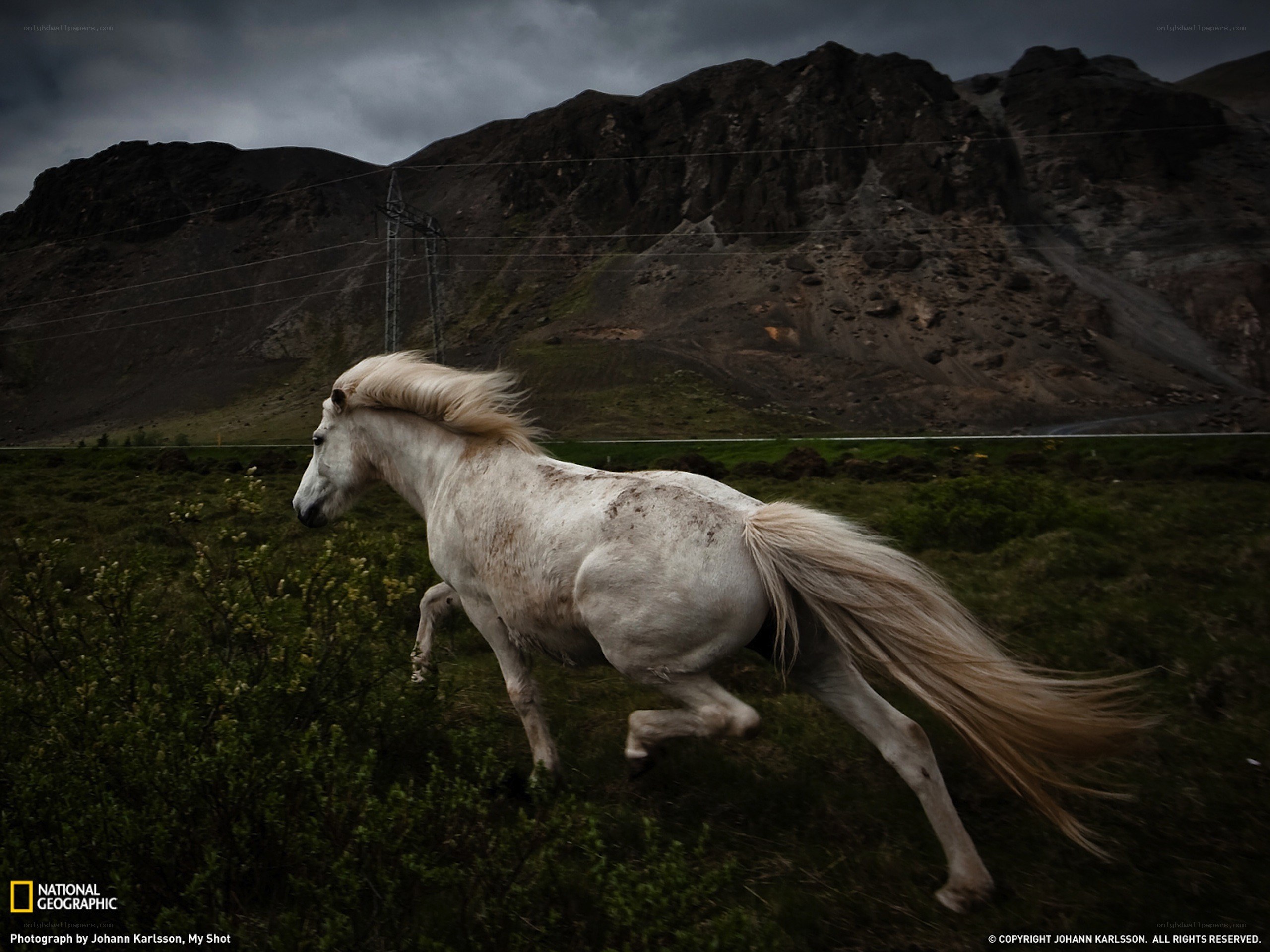 White horse running in Iceland