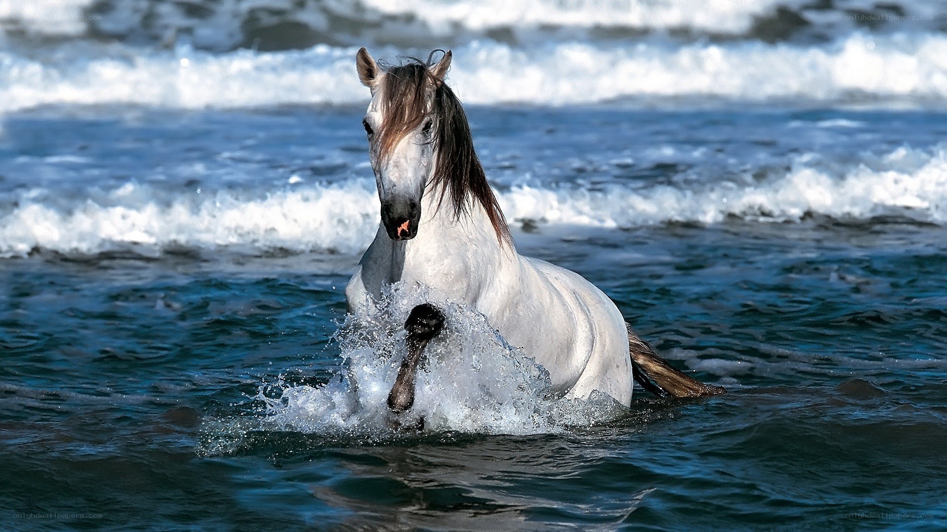 white horse running in ocean