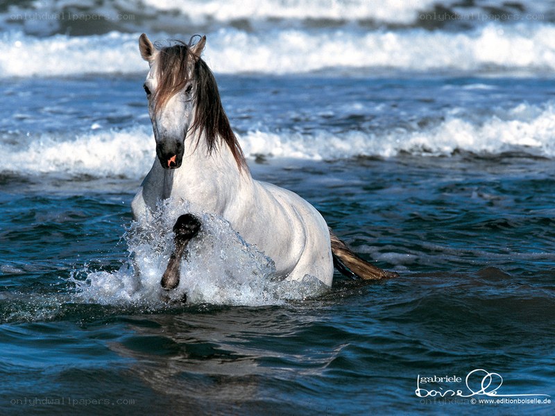 white horse running in ocean