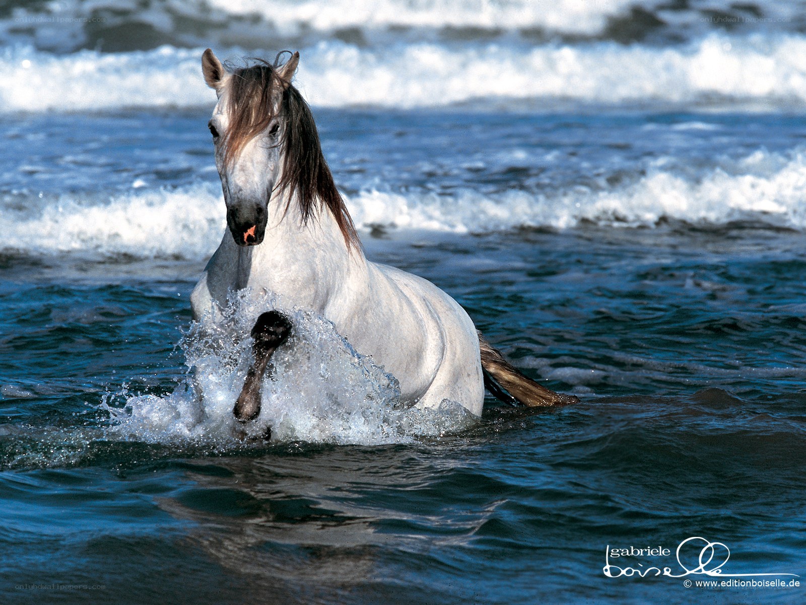 White horse running in ocean