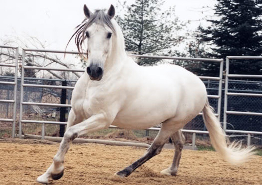 white horse running in paddock
