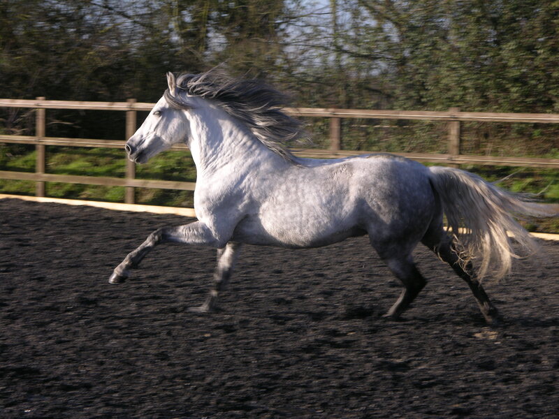 white horse running in paddock