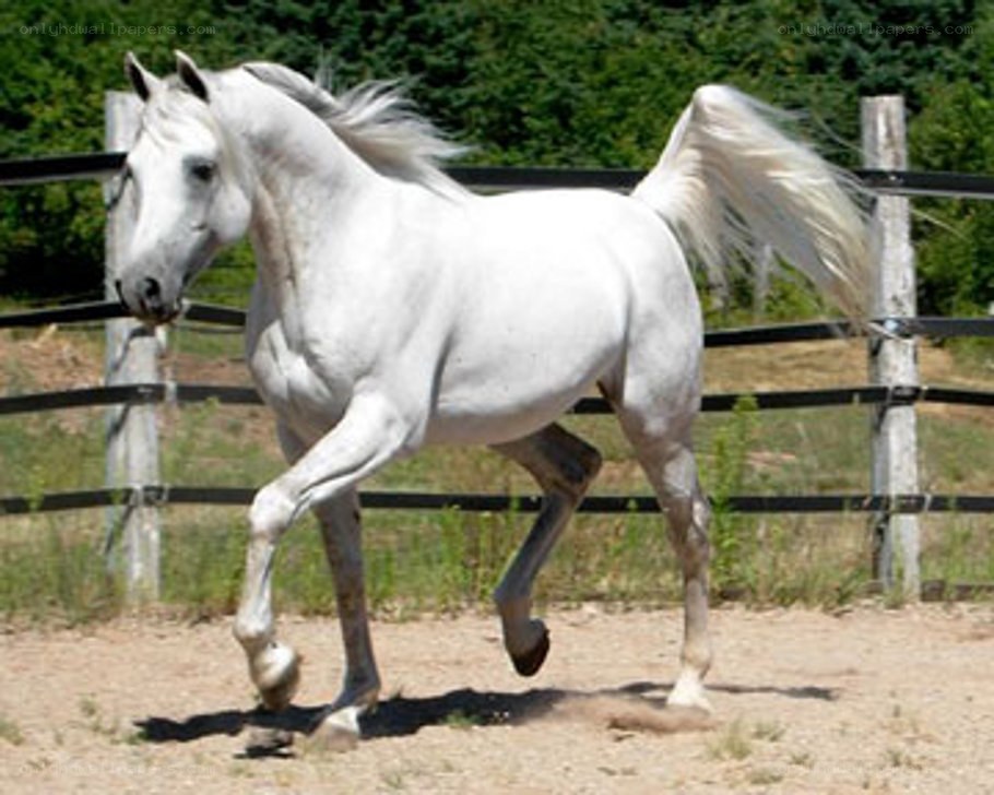 white horse running in paddock