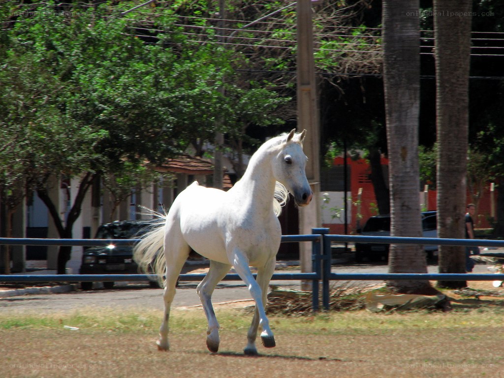 white horse running in park