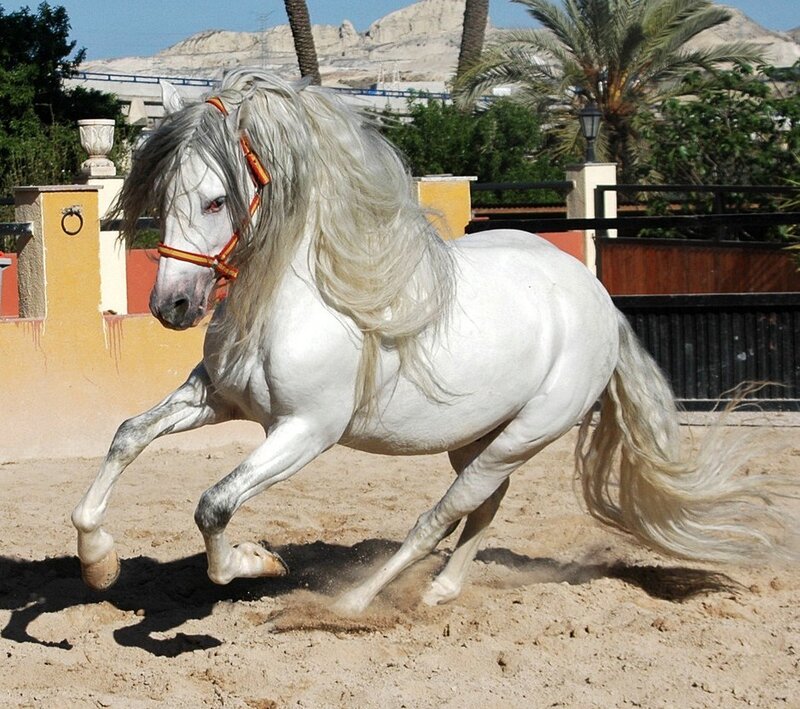 white horse running in sand