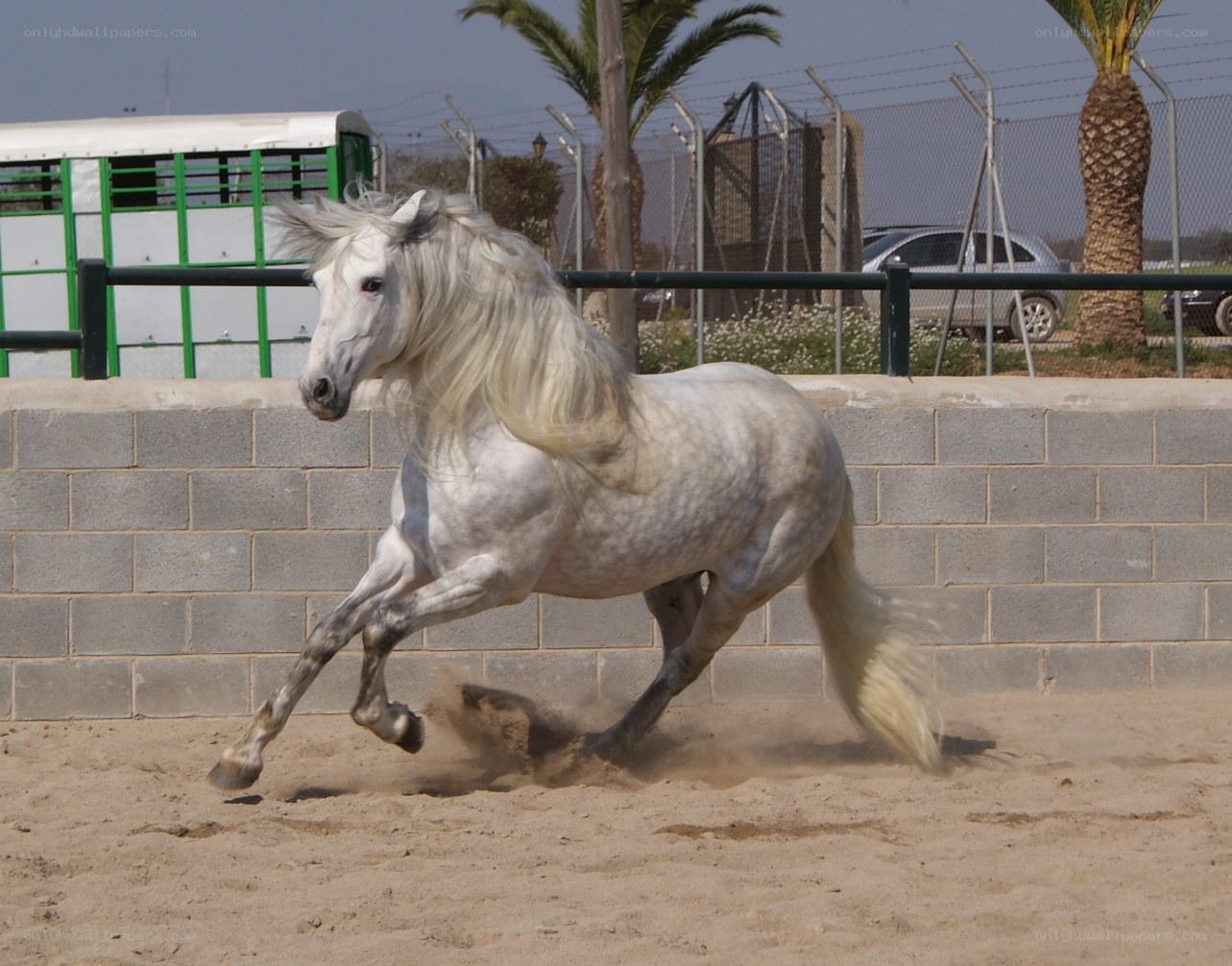 white horse running in sand