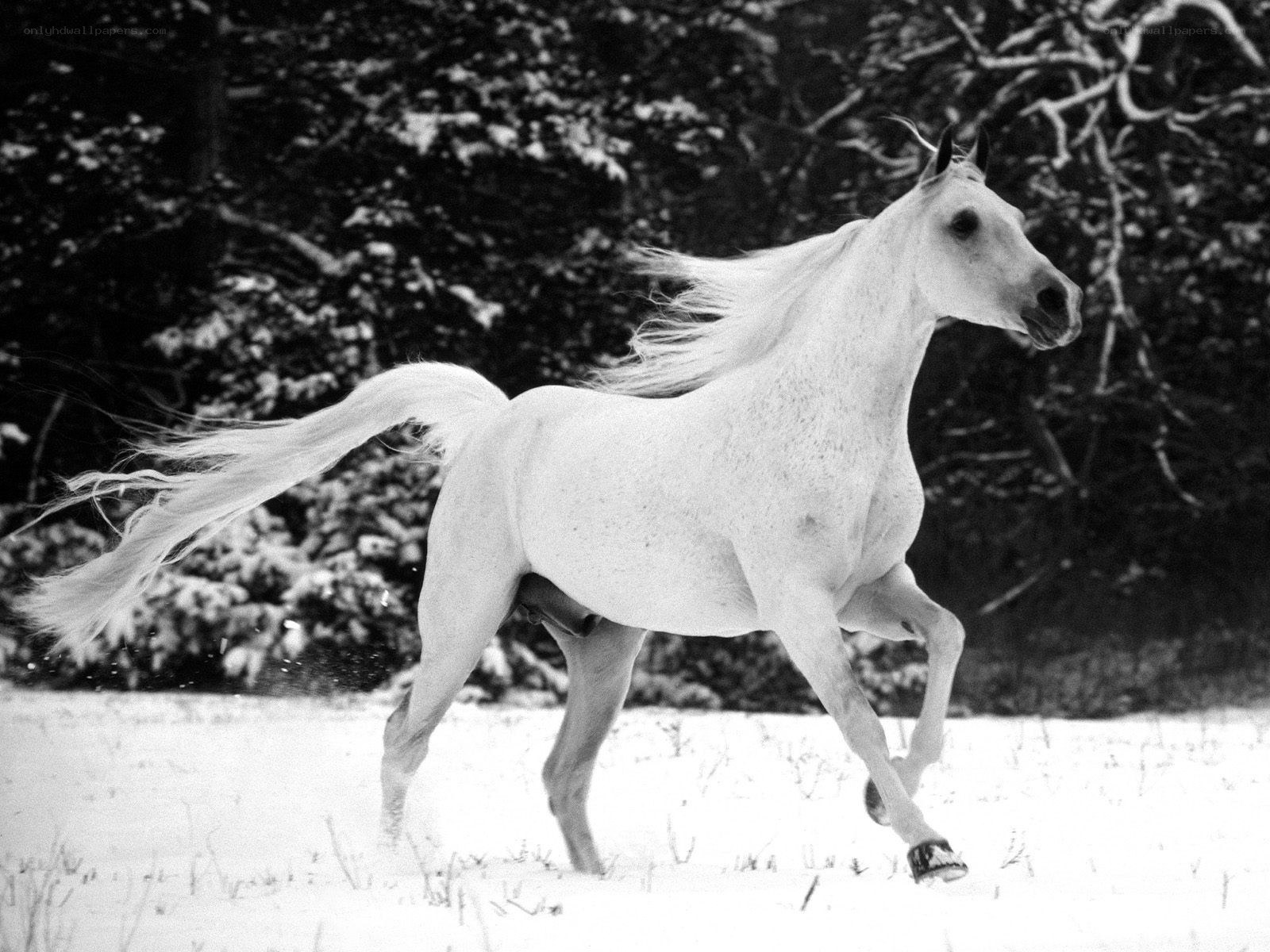 White horse running in snow