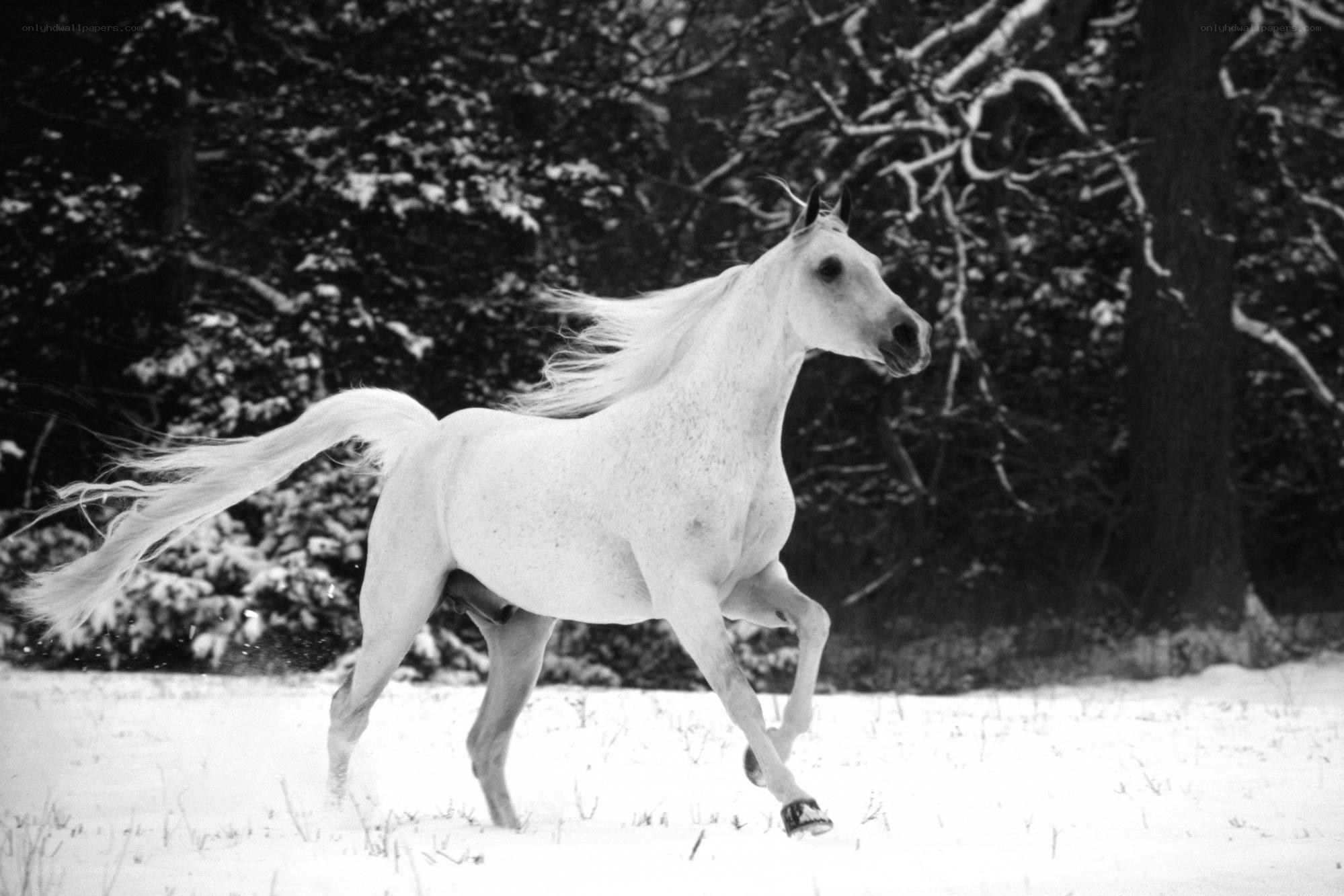 White horse running in snow