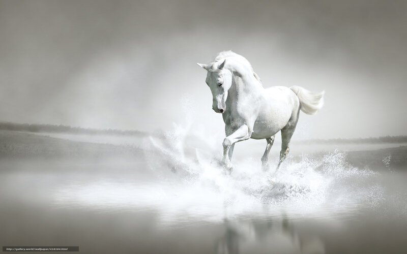 white horse running in water