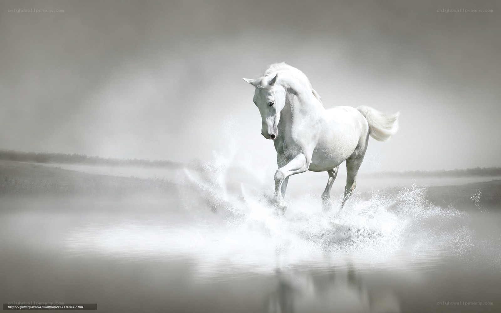 white horse running in water