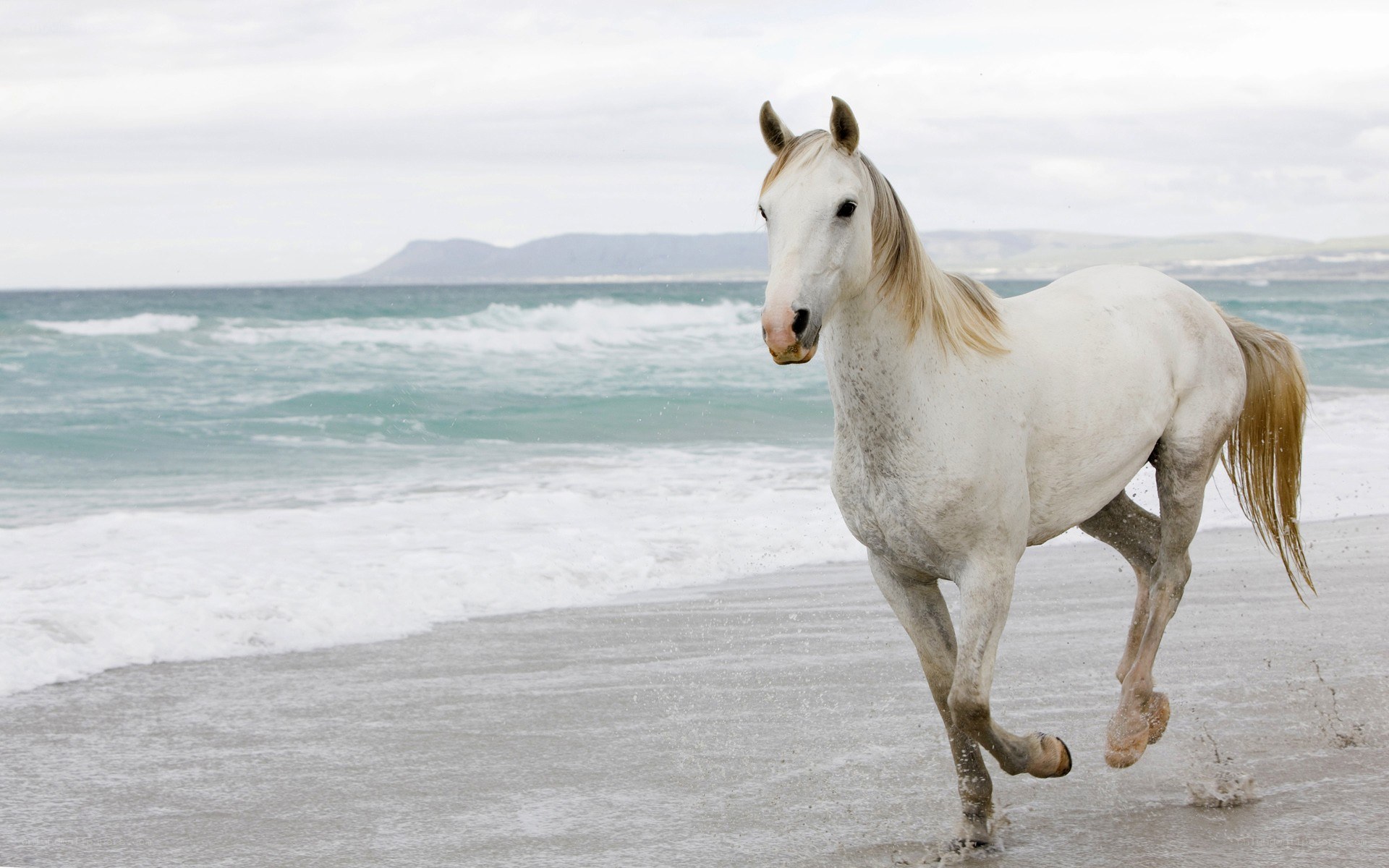 white horse running on beach