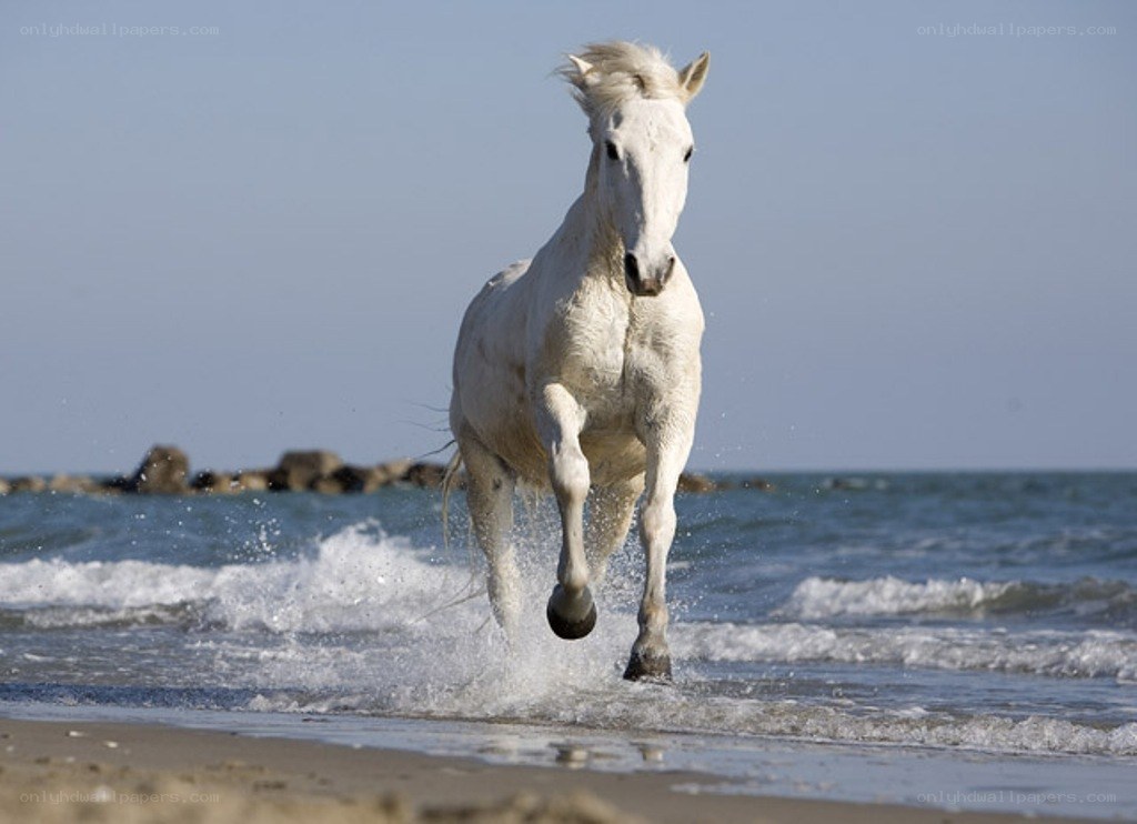 White horse running on beach