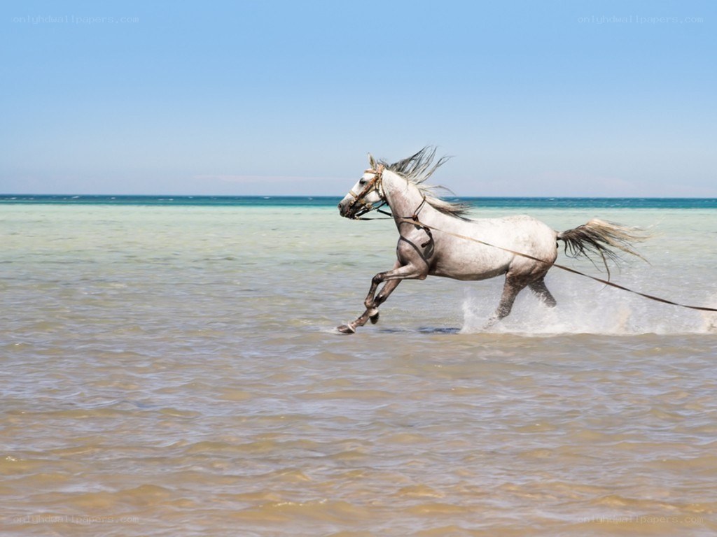 white horse running on beach