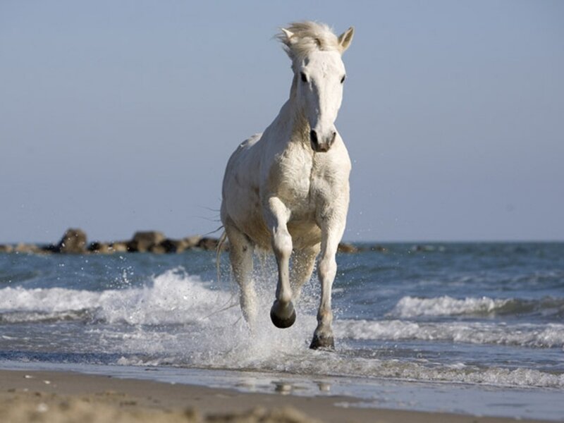 white horse running on beach