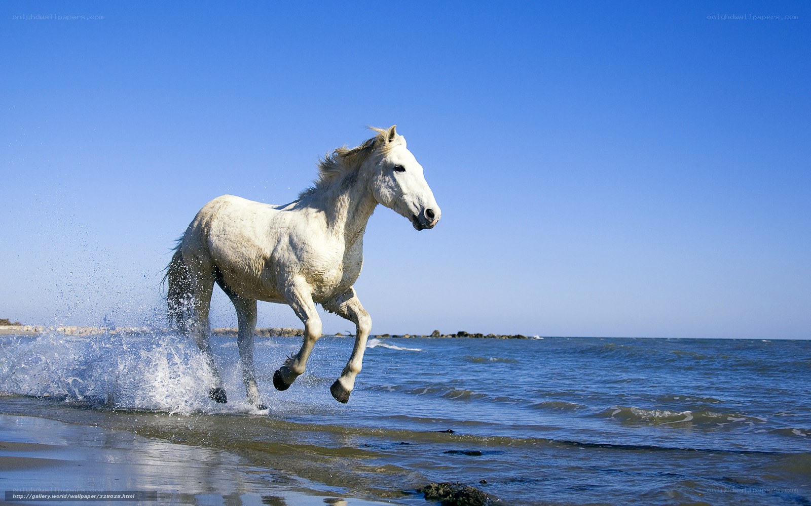 white horse running on beach