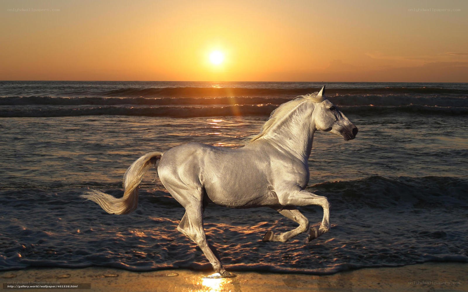 White horse running on beach