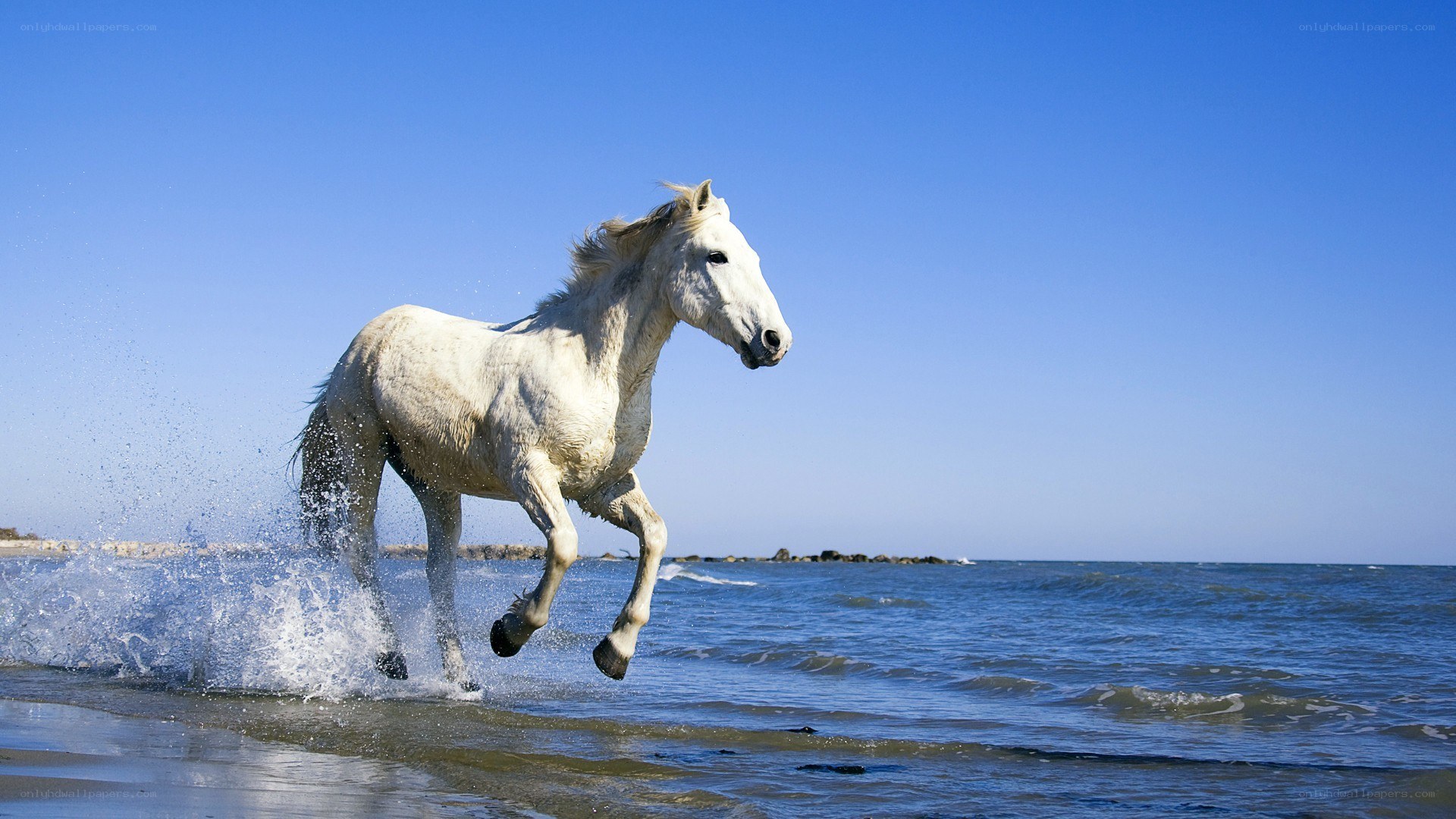 White horse running on beach