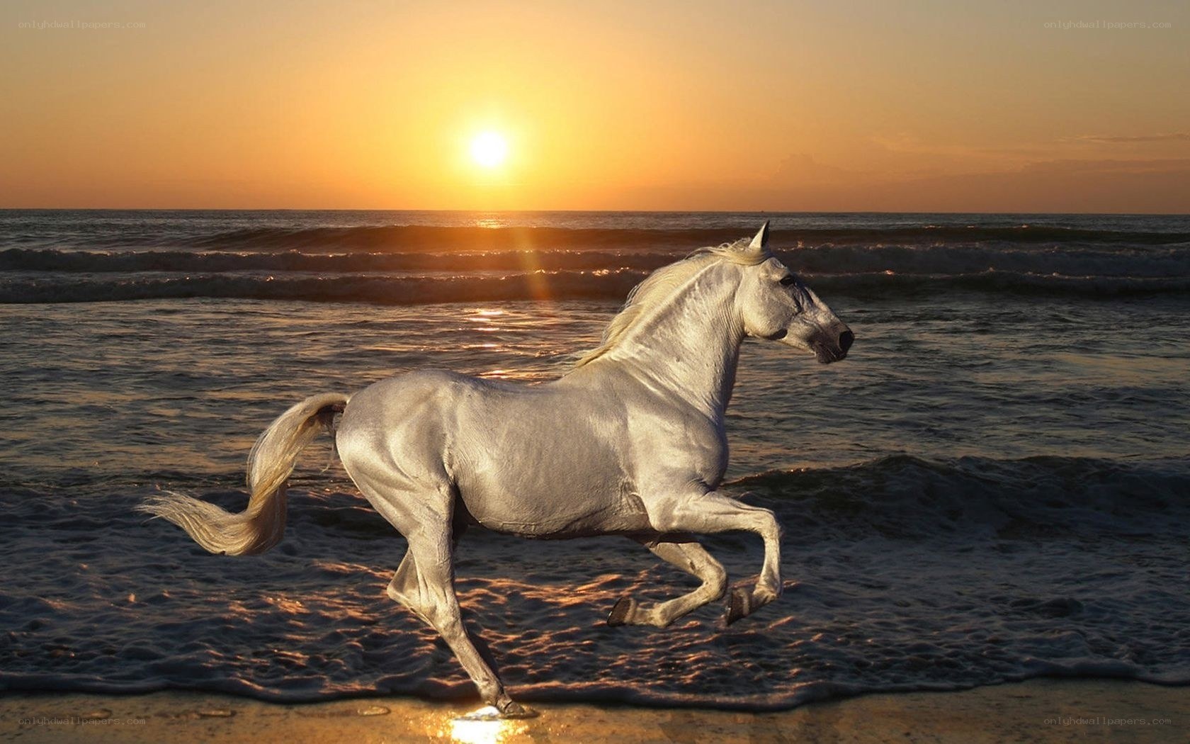 White horse running on beach