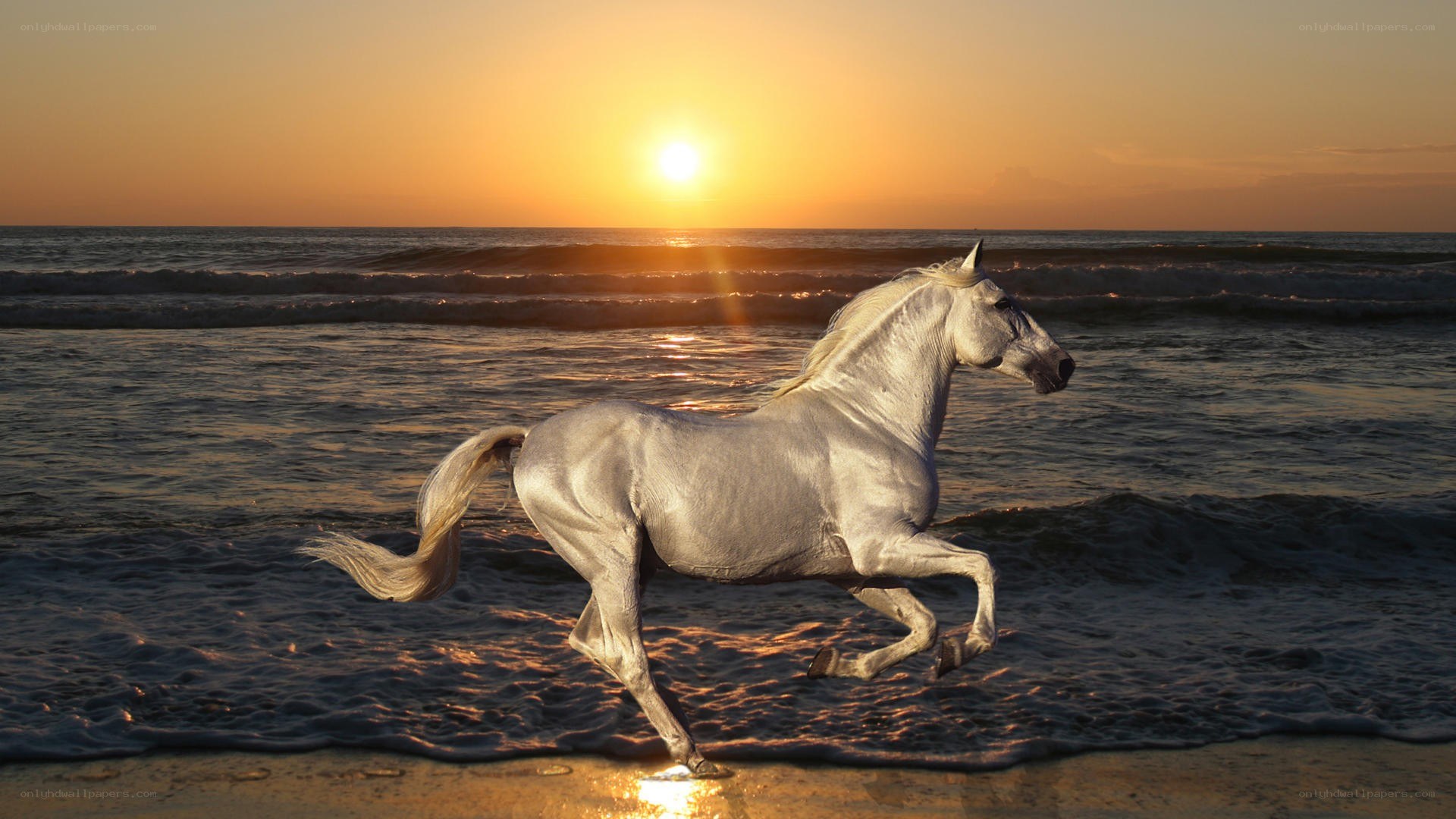 White horse running on beach