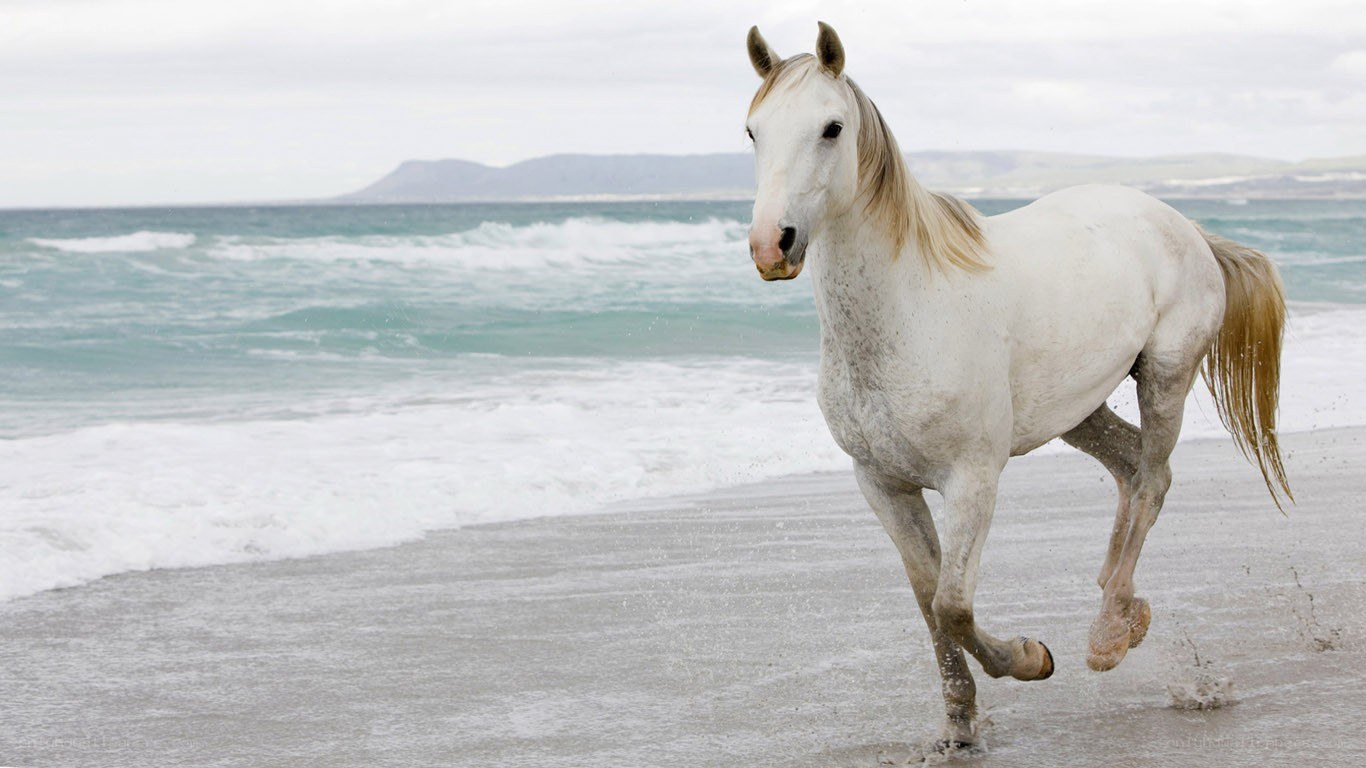 White horse running on beach