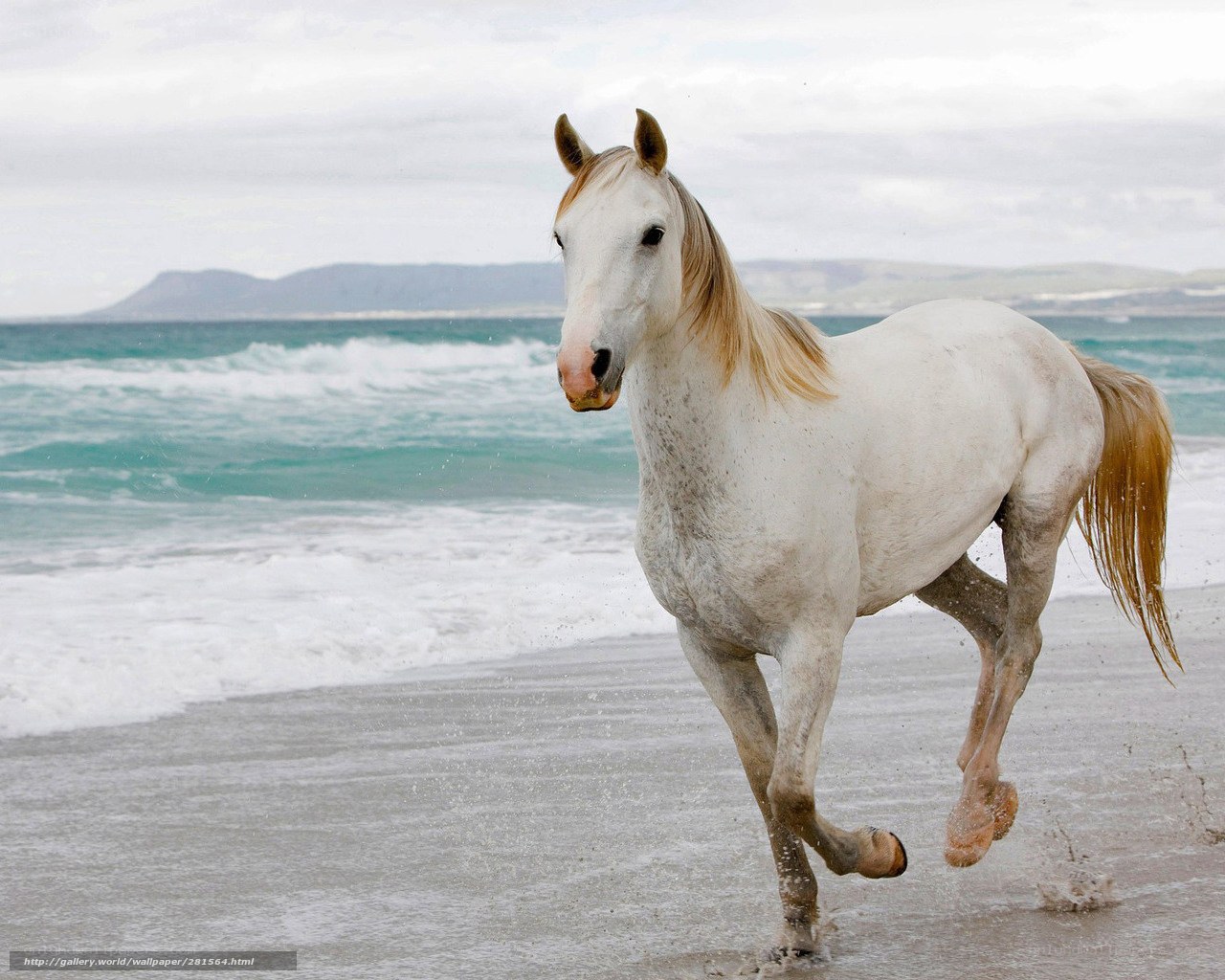White horse running on beach