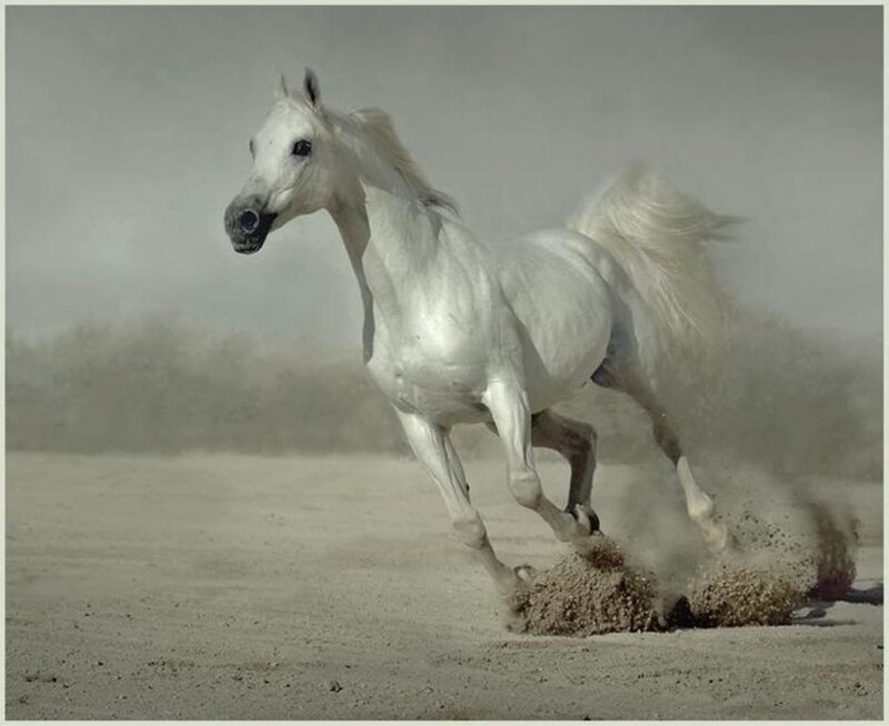 White horse running on sand