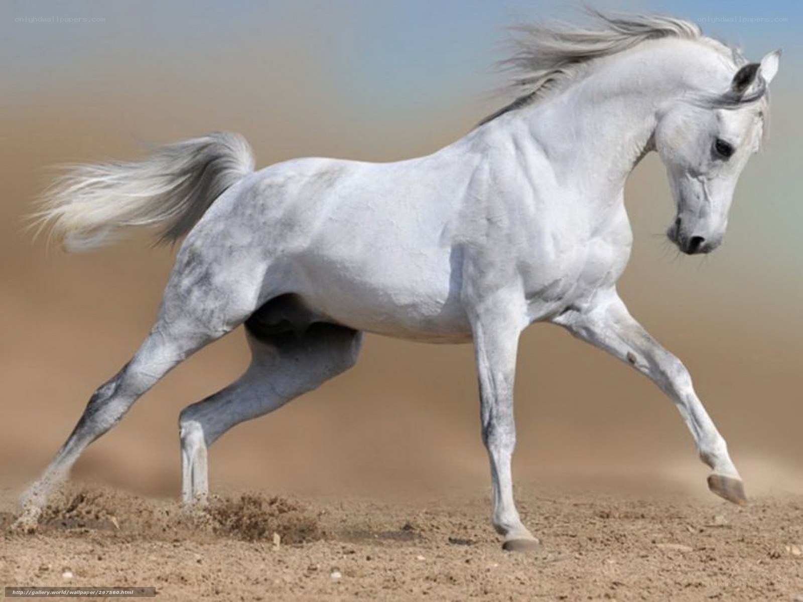 white horse running on sand