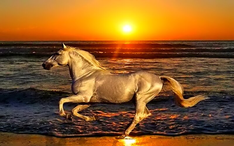 White Horse Running — Orange, Dramatic