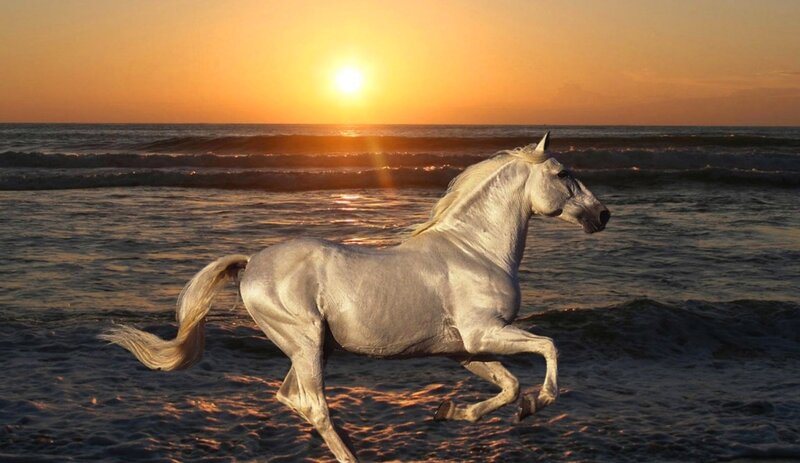 White Horse Running — Orange, Serene, Sunset