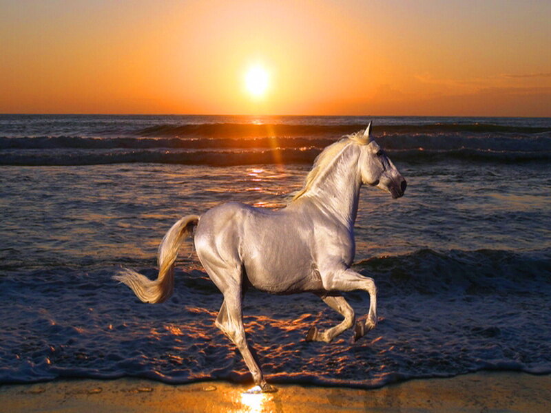 White Horse Running — Orange, Serene