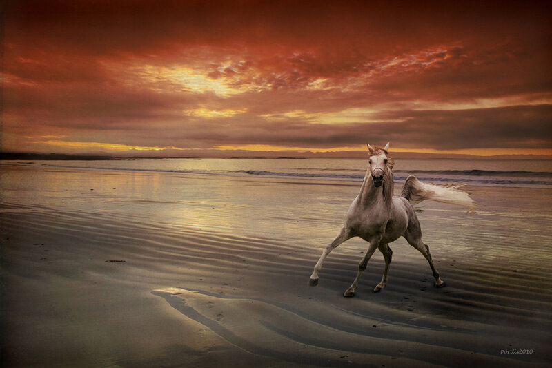 White Horse Running — Orange