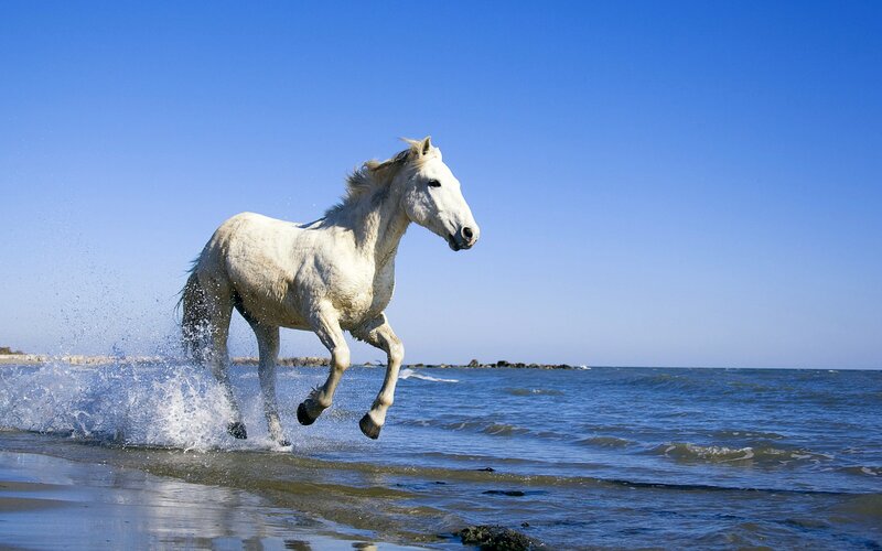 White Horse Running — Sand