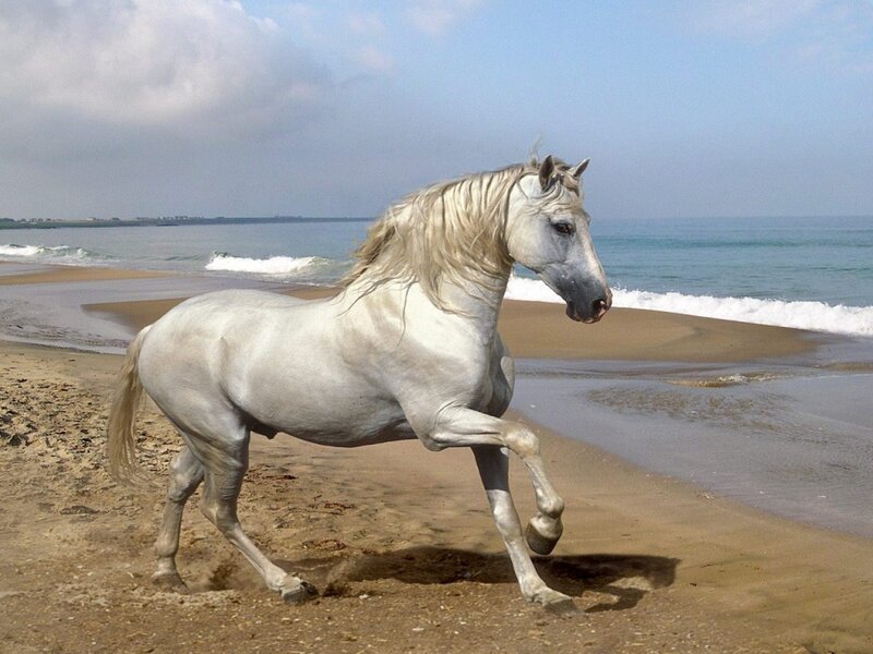 White Horse Running — Serene, Afternoon, Photograph, Beach, Ocean