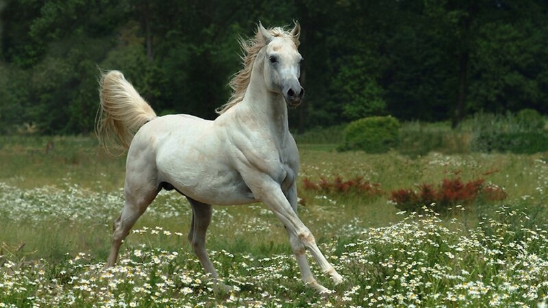 White Horse Running — Serene, Afternoon, Photograph, Field, Flowers