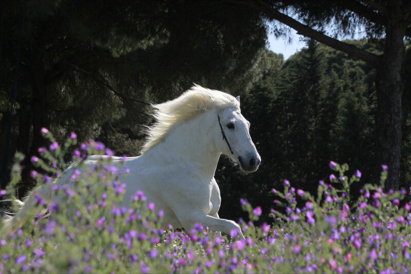 White Horse Running — Serene, Afternoon, Photograph, Flowers