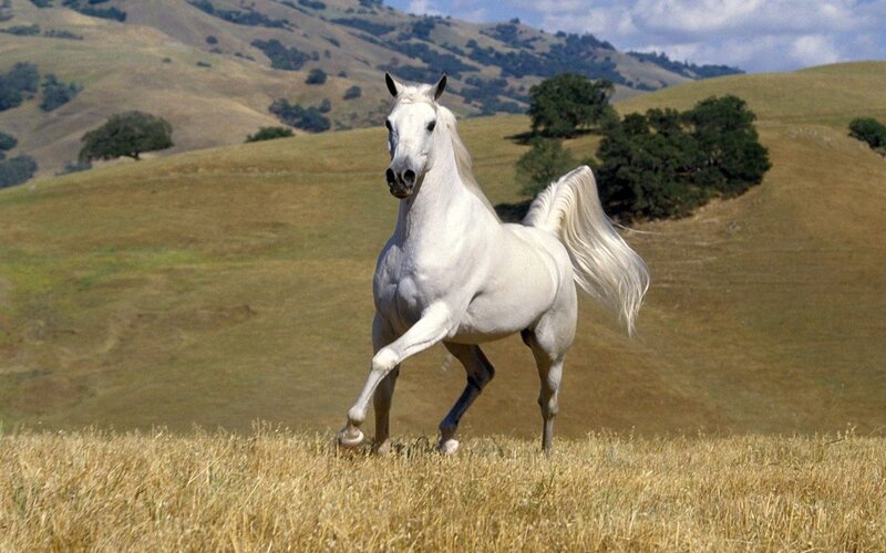 White Horse Running — Serene, Afternoon, Photograph, Hills