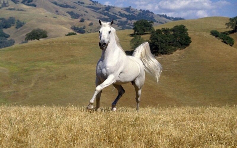 White Horse Running — Serene, Afternoon, Photograph, Hills, Trees, Grass, Brown, Green