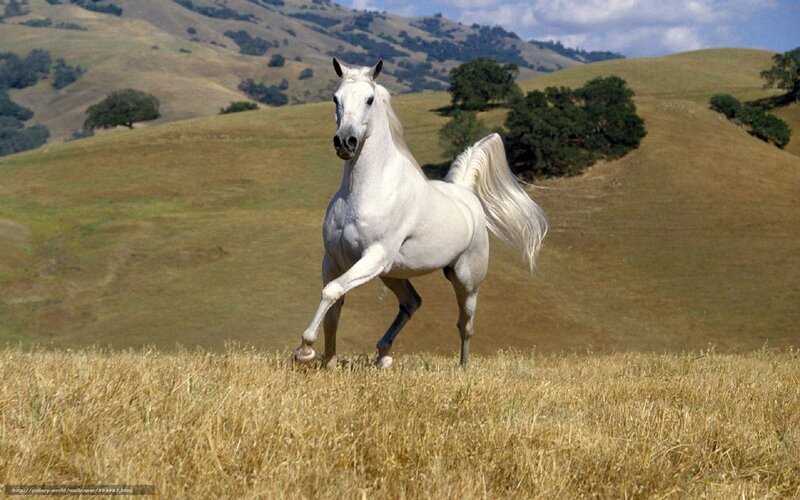 White Horse Running — Serene, Afternoon, Photograph, Hills, Trees, Grass