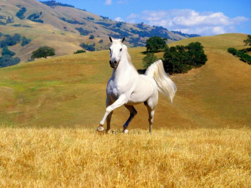 White Horse Running — Serene, Afternoon, Photograph, Hills, Trees