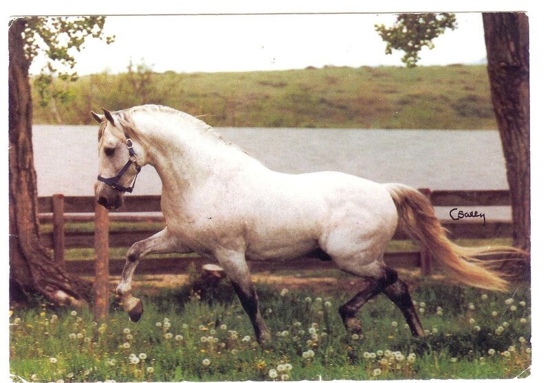 White Horse Running — Serene, Afternoon, Photograph, Tree, Fence
