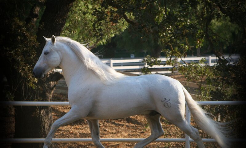 White Horse Running — Serene, Afternoon, Photograph, Tree