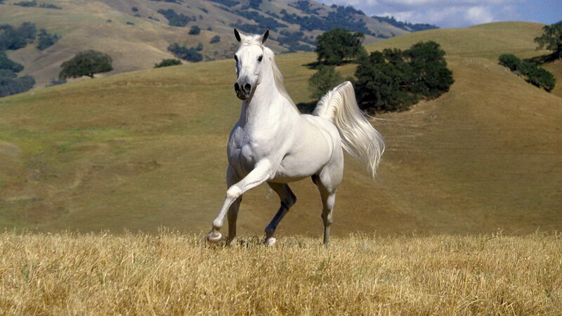 White Horse Running — Serene, Afternoon
