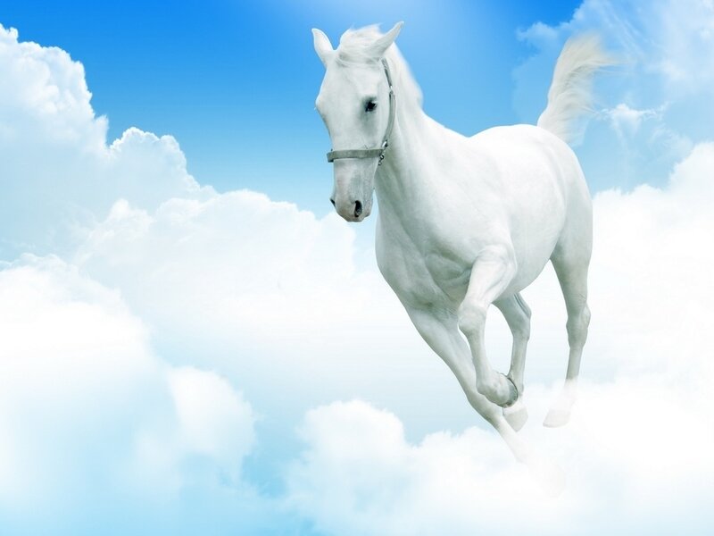 White Horse Running — Serene, Digital Art