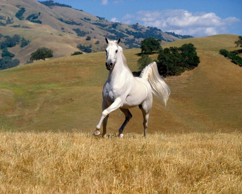 White Horse Running — Serene, Hills
