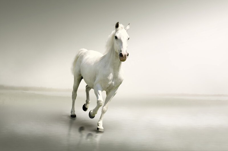 White Horse Running — Serene, Photograph