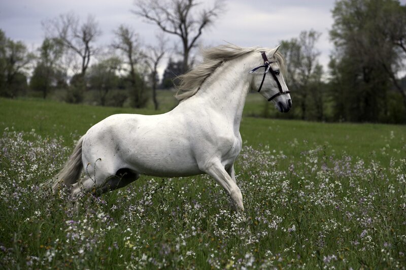 White Horse Running — Serene, Spring