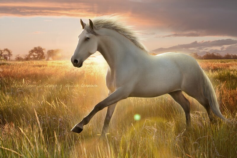White Horse Running — Serene, Sunset, Digital Art, Field